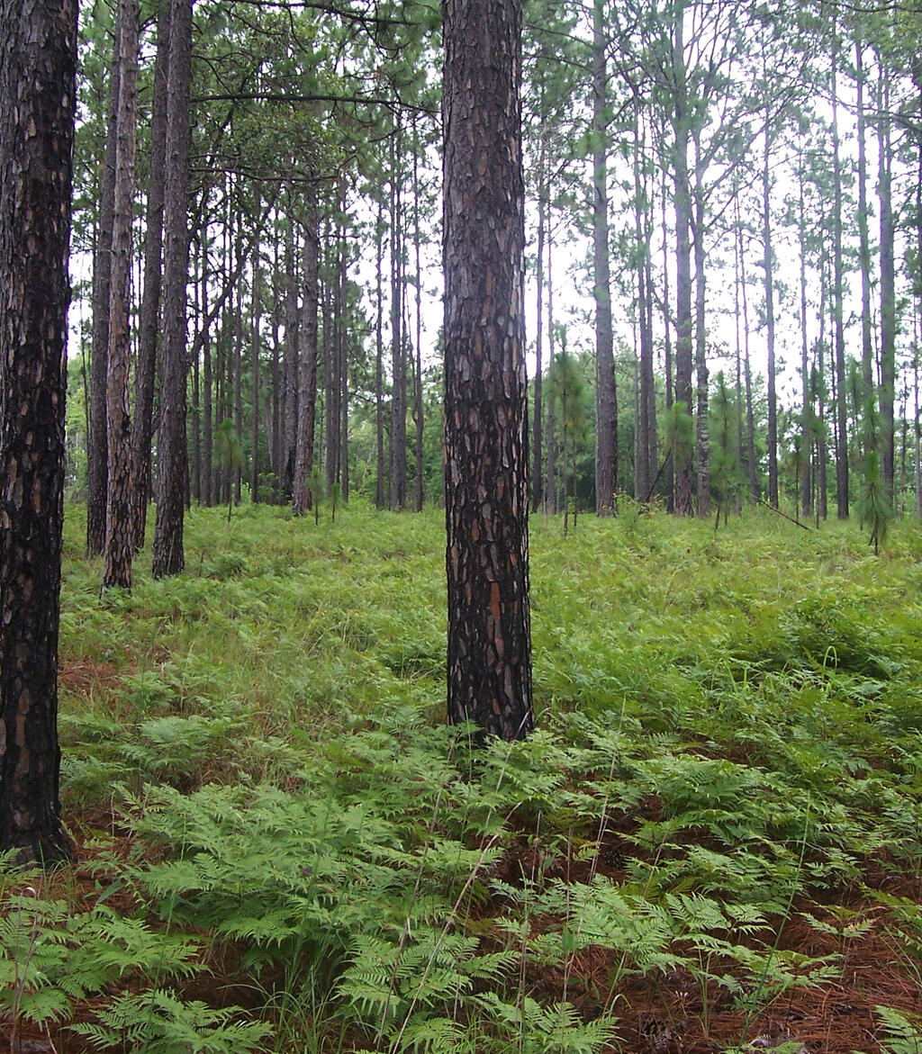 Longleaf Trail Byway