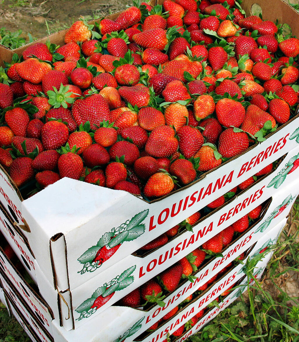 Cases of Ponchatoula strawberries