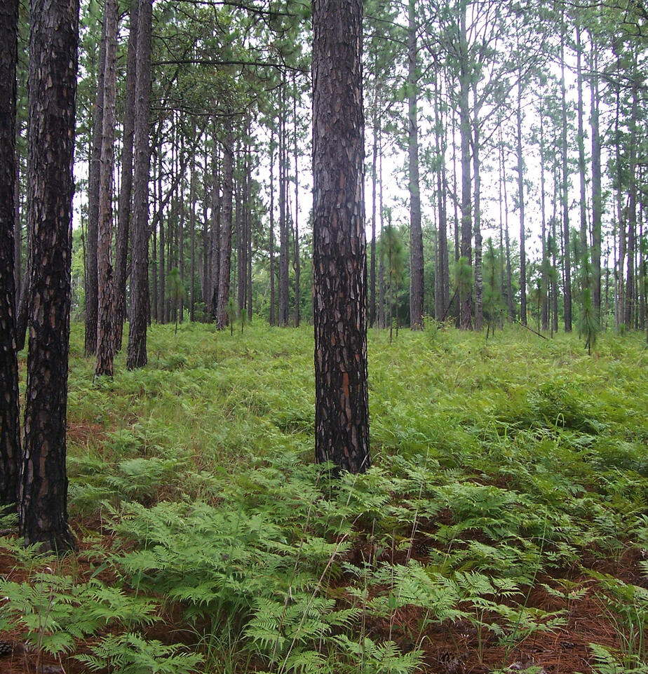 Longleaf Trail Byway