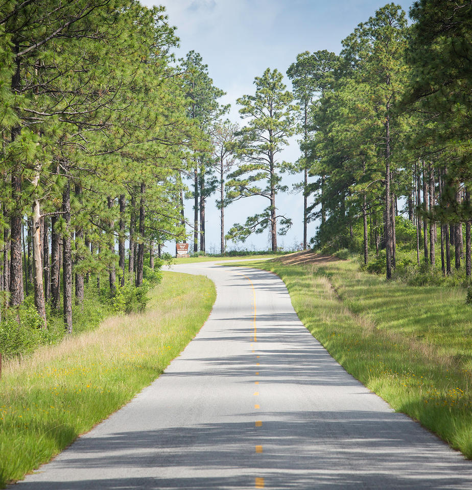 Kisatchie National Forest