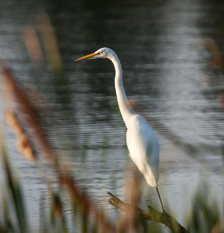 Egret in Louisiana